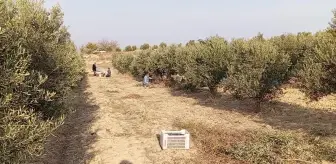 Emekli Kadir Çıral: Maaşım yetmiyor, zeytin toplamak zorundayım