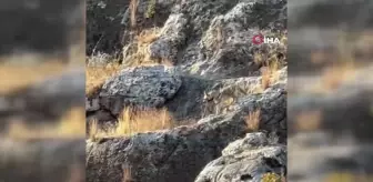 Adıyaman'da Nesli Tehlikede Çizgili Sırtlan Görüldü