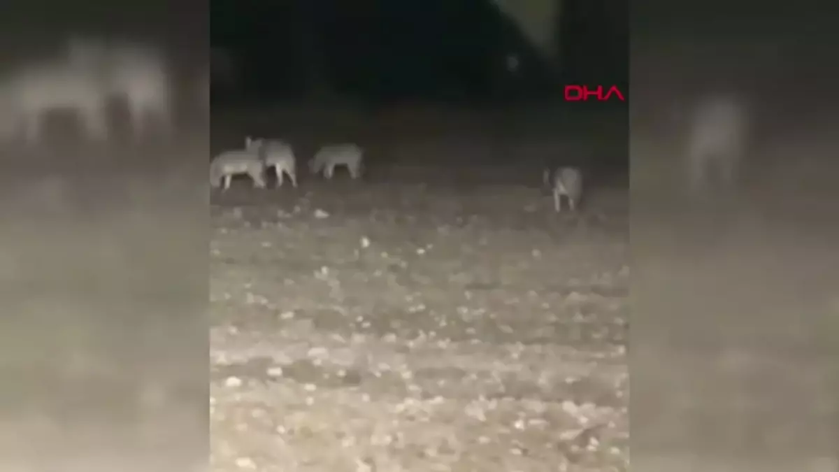 Ankara'da Traktörle Tarlada Kurt Sürüsü Kapladı