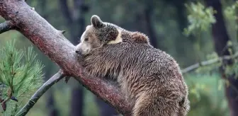 Karacabey Ayı Barınağı'nda Kış Uykusu Hazırlıkları Devam Ediyor