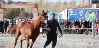 Ürgüp’te En Güzel Atlar Yarıştı