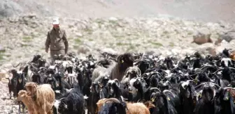 Yörükler, Soğuyan Havalarla Yaylalardan Dönüşe Geçti