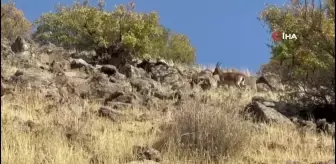 Elazığ'da Koruma Altındaki Dağ Keçileri Görüntülendi