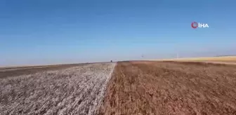 Şanlıurfa'da Doğal Renkli Pamuk Hasadı Başladı