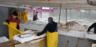 Düzce Limanı'nda Hamsi Bolluğu