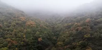 Bozdağ'da Sonbahar Renkleri: Doğanın Görsel Zenginliği