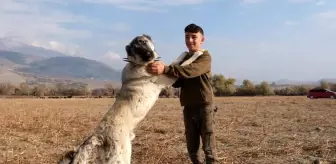 Çobanlıkta Çoban Köpeklerinin Önemi