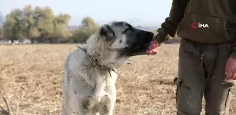 Çobanların En Güvendiği Dostları: Çoban Köpekleri