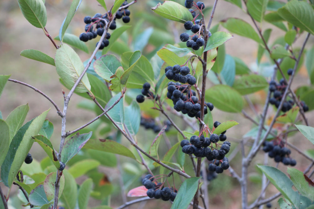 He planted for his wife's illness, now he can't keep up with orders