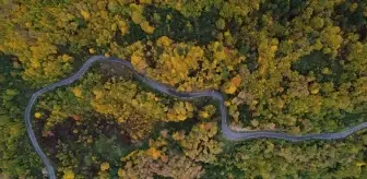 Kastamonu'nun Sonbahar Güzellikleri: Abana ve Bozkurt Ormanları