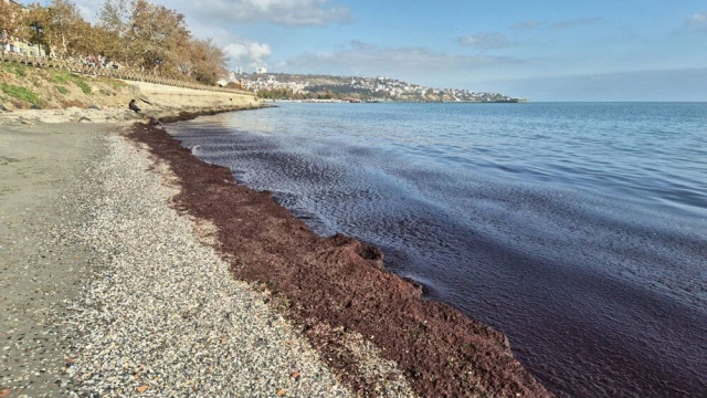 The shores of Tekirdağ have turned red