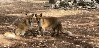 Termessos Antik Kenti'nde Tilki Şaşkınlığı