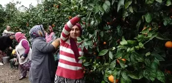 Havran'da Coğrafi İşaretli Satsuma Mandalinasında 20 Bin Ton Rekolte Bekleniyor