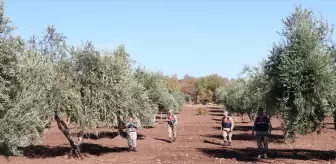 Kilis'te Zeytin Hırsızlarına Karşı Jandarma Denetimi