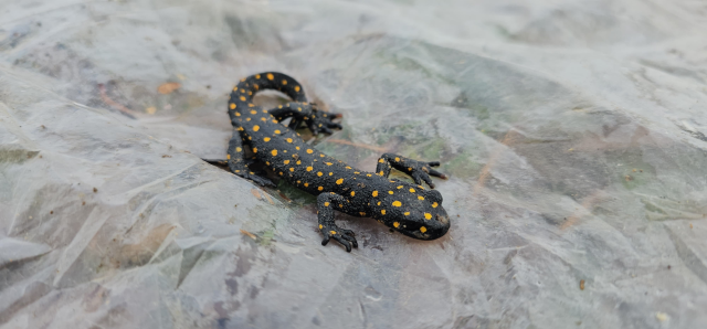 A Spotted Salamander Came Out of the Faucet in Muş!