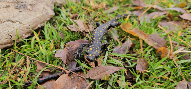 A Spotted Salamander Came Out of the Faucet in Muş!