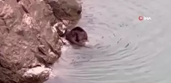 Nesli Tükenmekte Olan Su Samuru Erzincan'da Görüntülendi