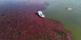 Terkos Gölü'nde Sonbaharın Masalsı Manzarası