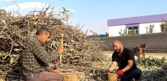 Şanlıurfa'da Fıstık Dalları Kış Yakacağı Olarak Kullanılıyor