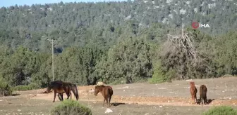 Adada Antik Kenti'nde Yılkı Atları Görsel Şölen Sunuyor