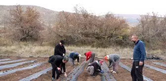 Erzincan'da Çilek Yetiştiriciliği Projesi Başlatıldı