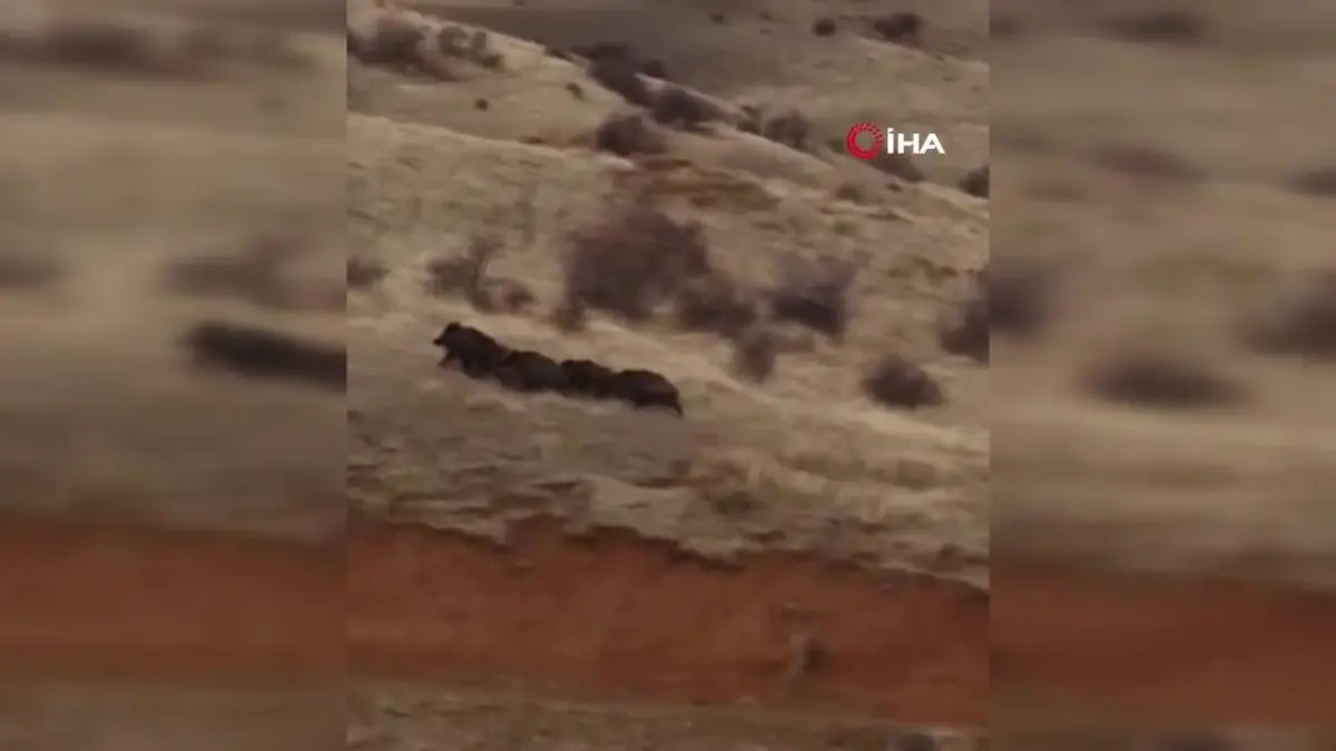 Yaban Domuzları Yerleşim Yerlerine İndi, Çoban Köpeği Peşlerine Düştü