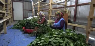 Samsun'da Ekolojik Üretim Tesisinde 20 Çeşit Tıbbi Bitki İşleniyor