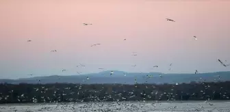 Kıyıköy'deki Martılar Balıkçıları Peşinden Ayrılmıyor