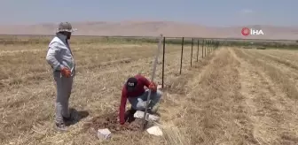 Mardin'de 200 Adet Sertifikalı Fıstık Ağacı Dikti