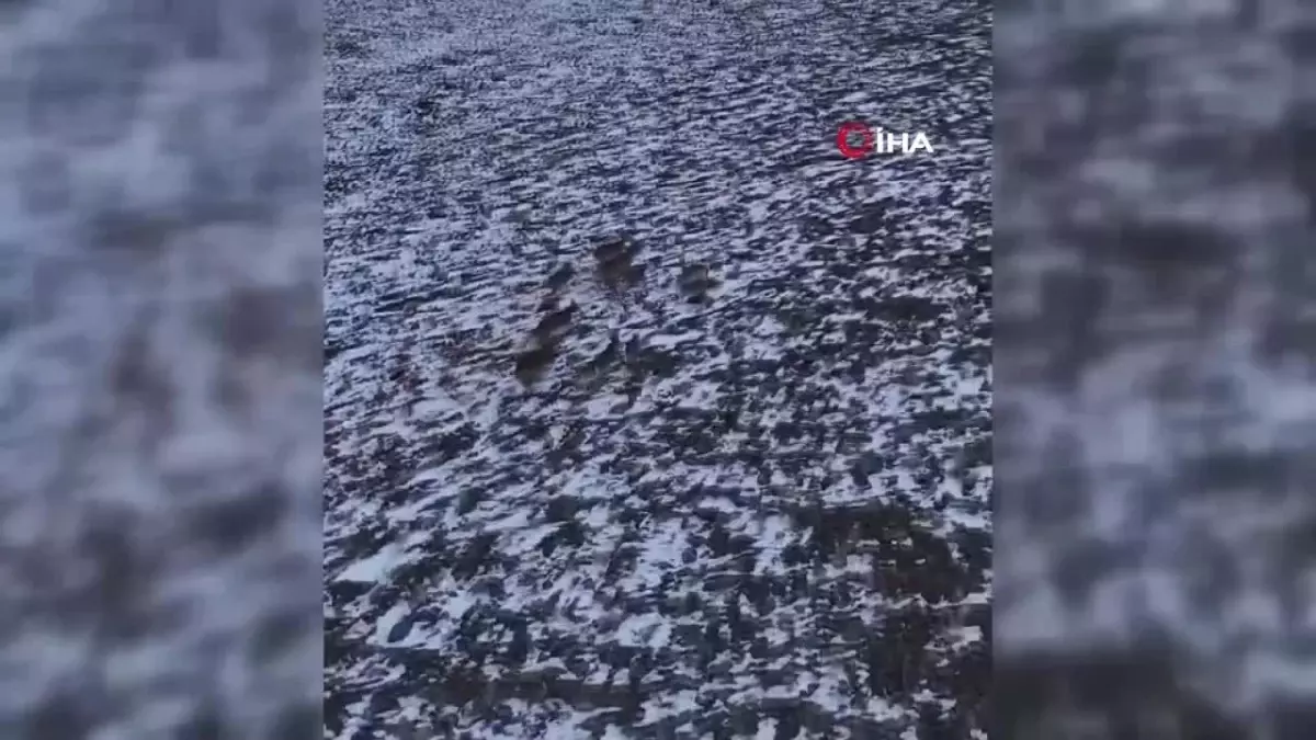 Yaban Keçileri Munzur Dağları'nda Görüntülendi