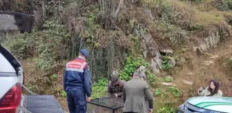 Artvin'de Yaralı Karaca Kurtarıldı