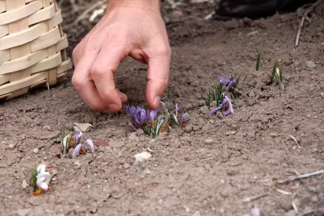 He became one of Turkey's largest saffron producers, even Nusret is his customer