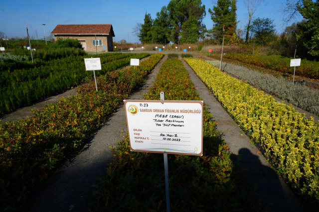 The world's most expensive mushroom species is grown in Samsun