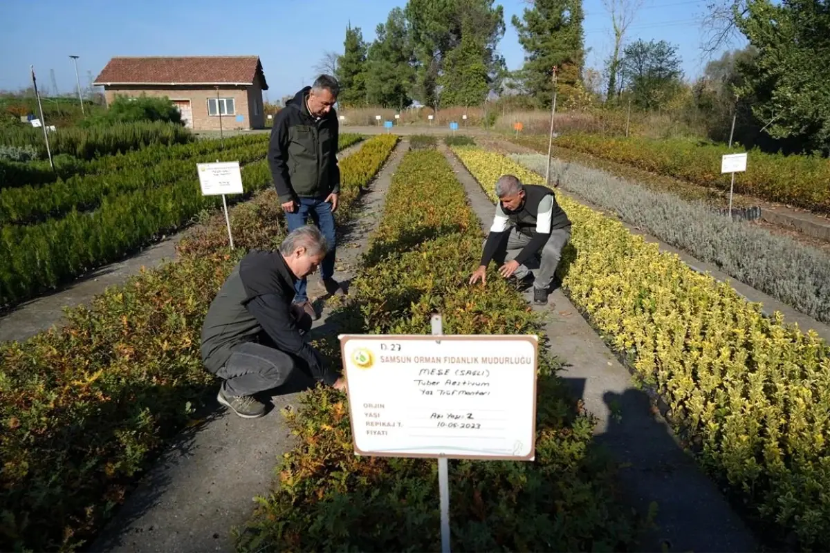 Dünyanın en pahalı mantar türü Samsun'da yetişiyor