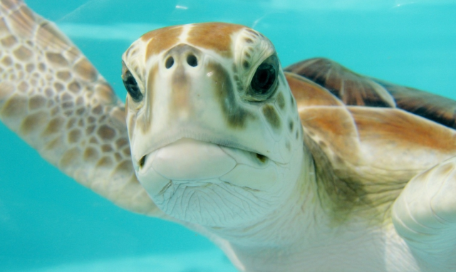 Kahve falında kaplumbağa görmek ne demek? Kahve falında kaplumbağa görmek ne demek?