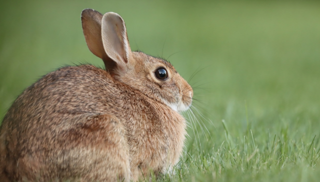 Kahve falında tavşan görmek ne demek? Kahve falında tavşan görmek ne demek?
