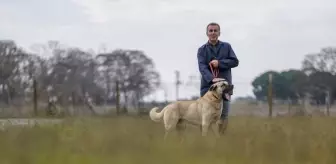 Karacabey'de Safkan Kangal ve Akbaş Köpek Yetiştiriliyor