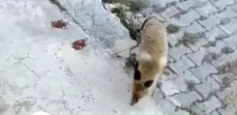 Tunceli'de Tilki, Sokak Kedileriyle Mama Paylaşıyor