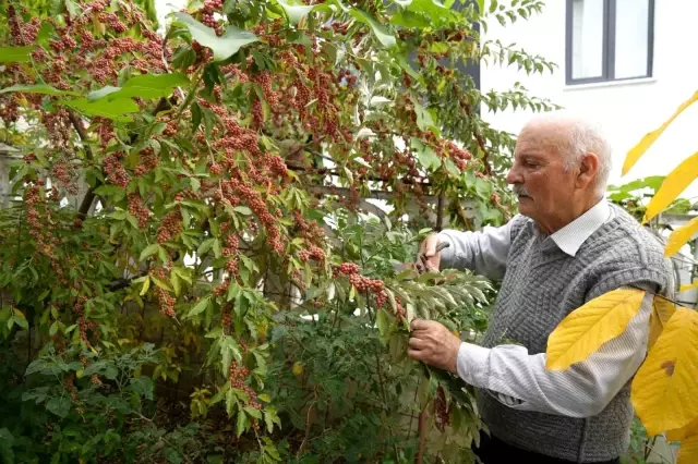 Retired Teacher's Tropical Garden: Growing 200 Varieties of Fruits