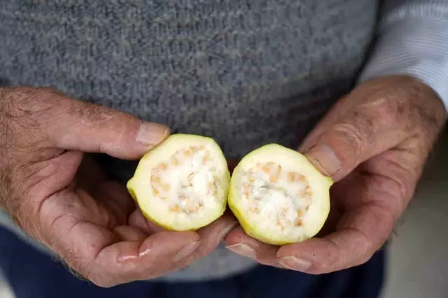 Retired Teacher's Tropical Garden: Growing 200 Varieties of Fruits