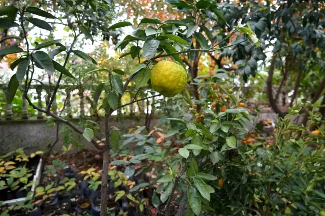 Retired Teacher's Tropical Garden: Growing 200 Varieties of Fruits