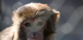 Kaçak Rhesus Maymunu Antalya Doğal Yaşam Parkı'nda Yeni Hayatına Başladı