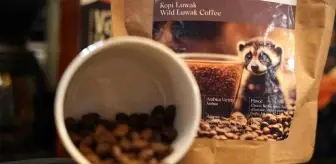 Dünyanın En Pahalı Kahvesi 'Kopi Luwak' Sakarya'da Satışa Sunuldu