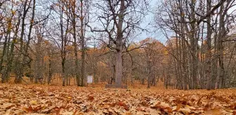 Sonbaharın gözdesi olan ormana özel izinle girilebiliyor, dünyada tek