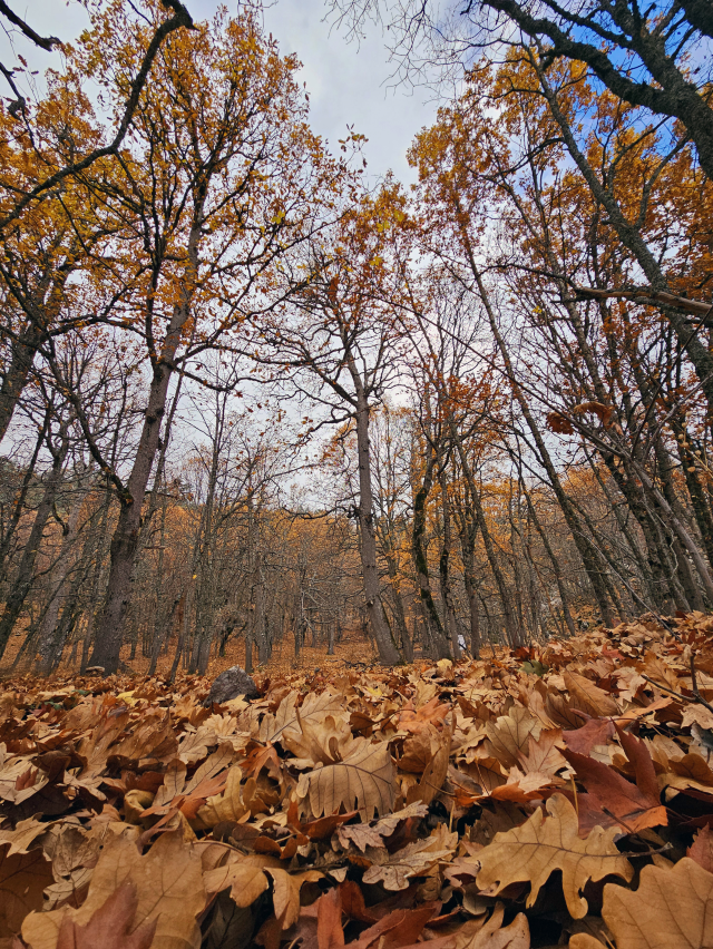 The forest, which is the favorite of autumn, can be entered with special permission, the only one in the world