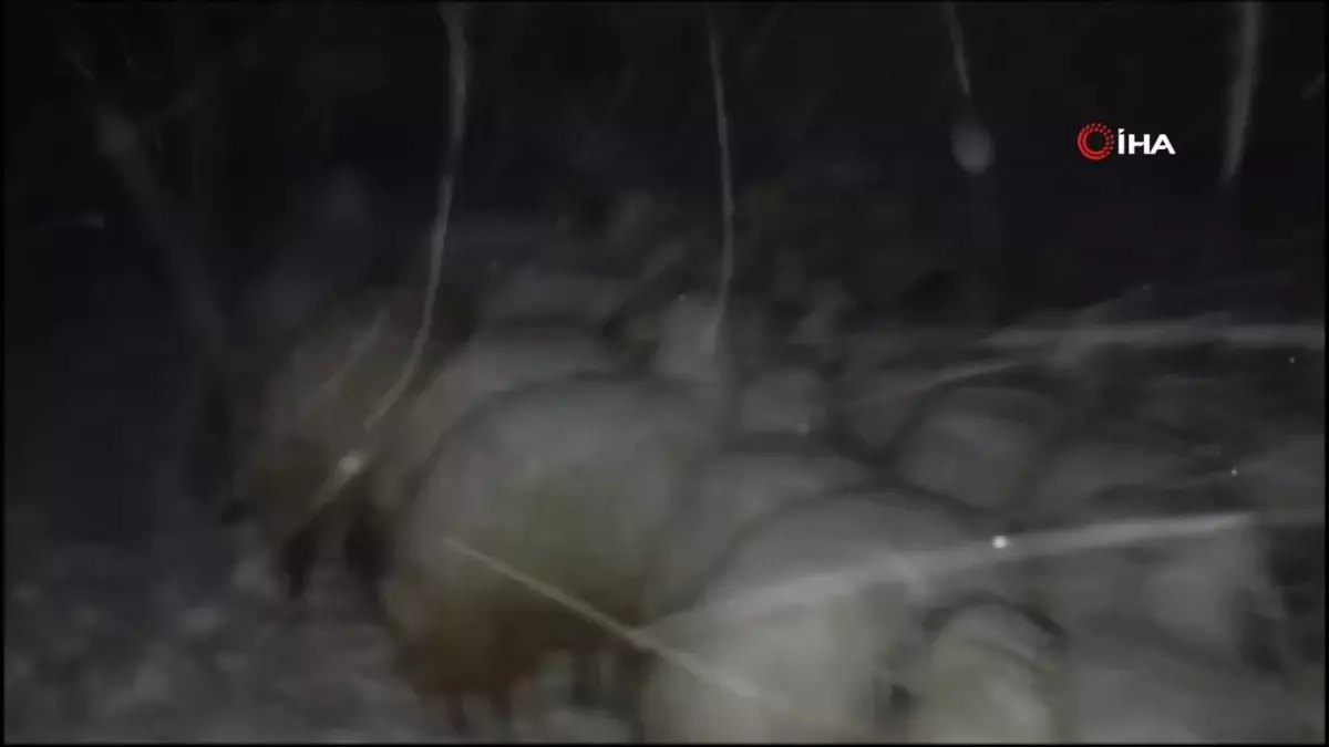 Erzincan'da Kar ve Tipide Çadırsız Kalan Çoban Koyunlarıyla Zor Anlar Yaşadı