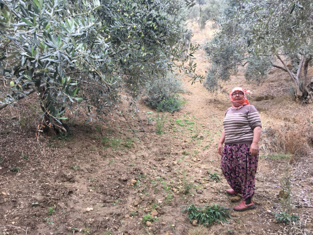 Cannot Find Workers for Olive Harvesting: Daily Wage of 3,000 TL is Not Enough