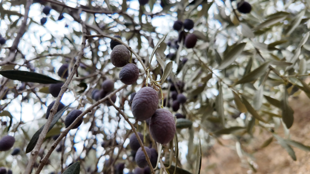 Cannot Find Workers for Olive Harvesting: Daily Wage of 3,000 TL is Not Enough