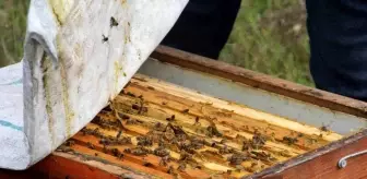 Arıcılıkta kışlatma dönemi başladı