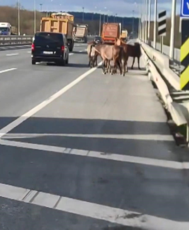 The journey of 7 horses on the highway in Arnavutköy ended in an accident